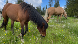 Cheval par coeur